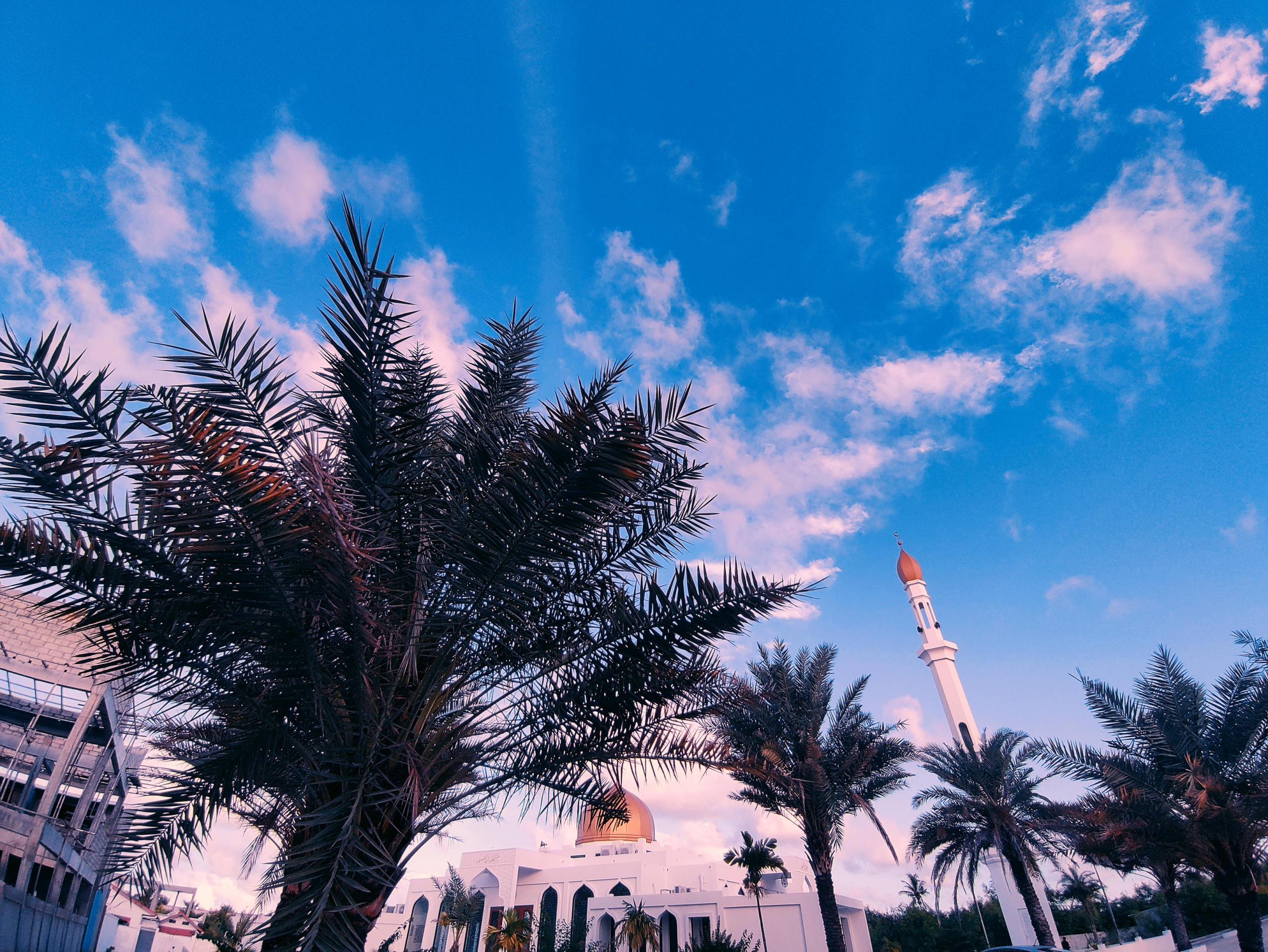 The Maldivian Date Palm Controversy